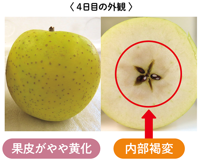 果皮がやや黄化、内部褐変