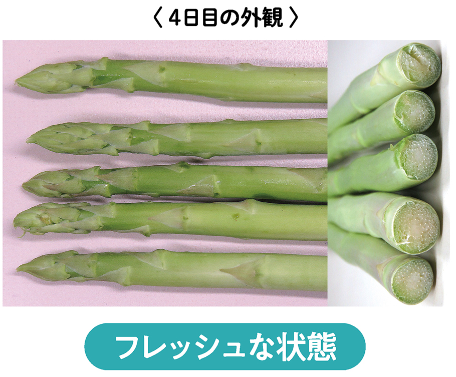 4日目の外観　フレッシュな状態