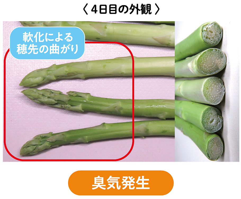 4日目の外観　周期発生