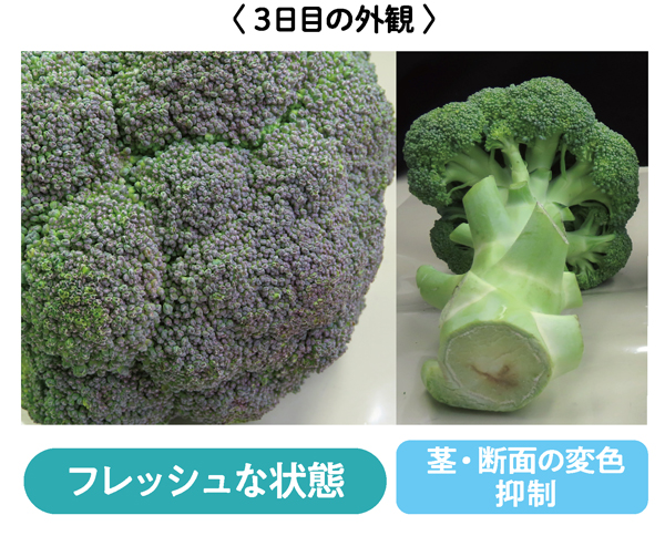 フレッシュな状態、茎・断面の変色抑制
