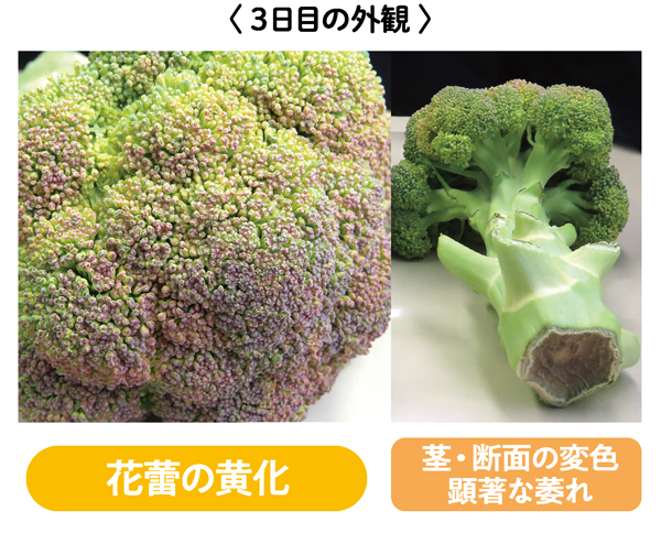花蕾の黄化、茎・断面の変色、顕著な萎れ
