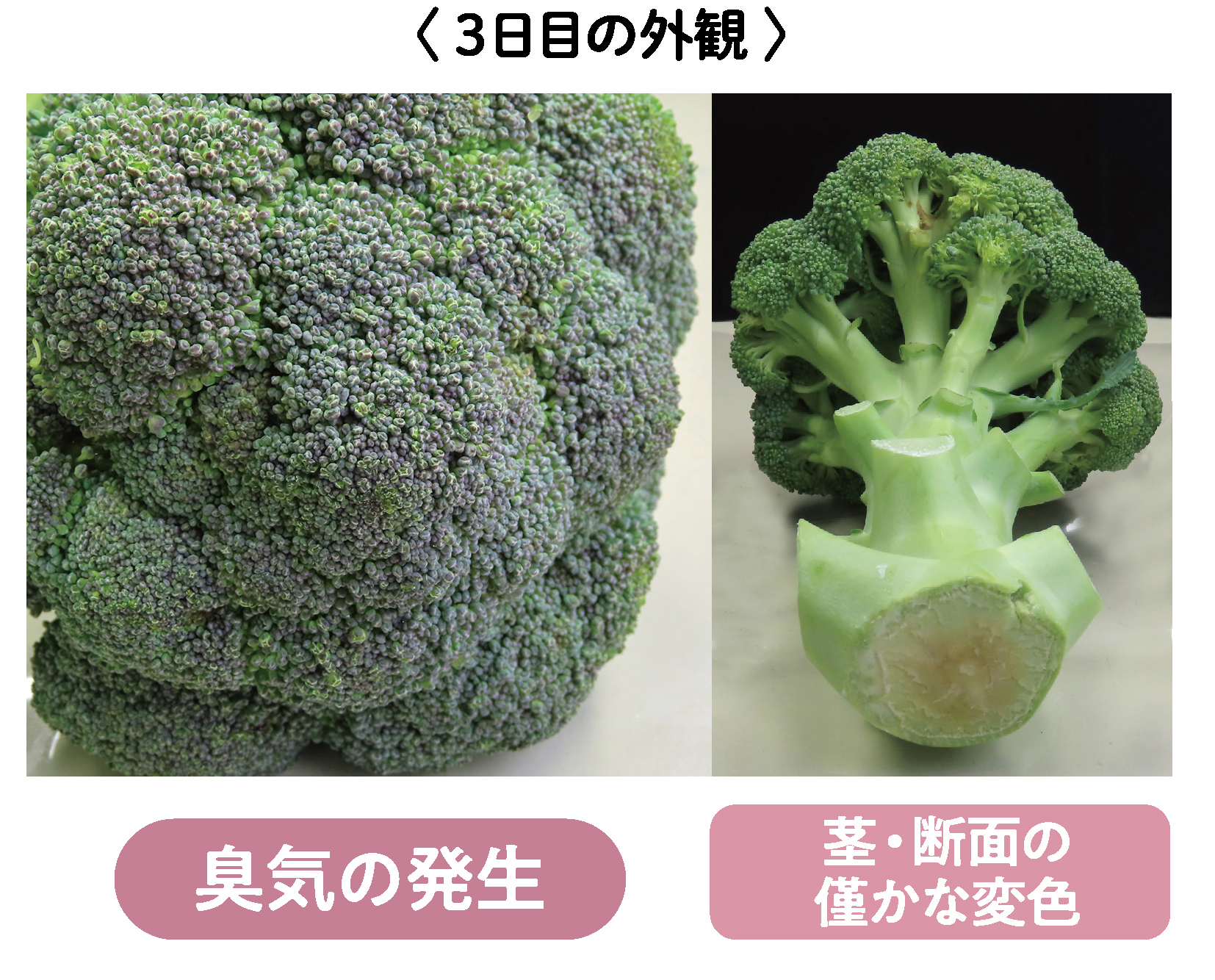 臭気の発生、茎・断面のわずかな変色