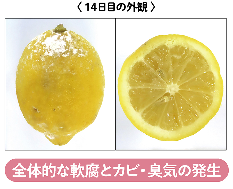 全体的な軟腐とカビが発生、臭気も発生