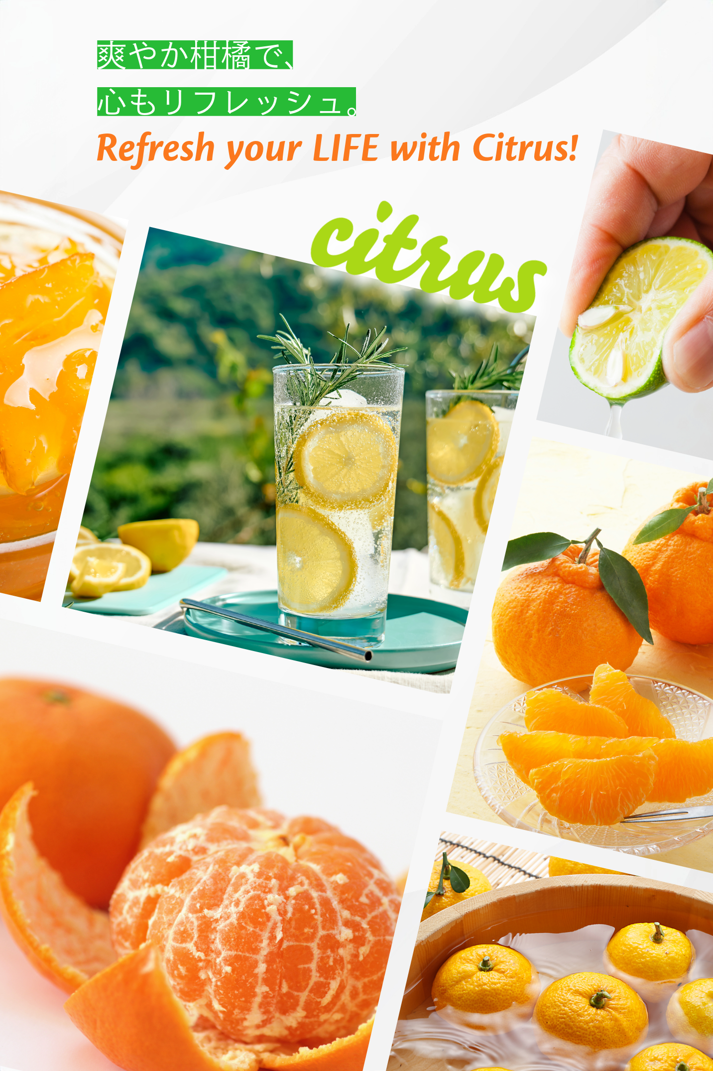 カンキツイメージ写真