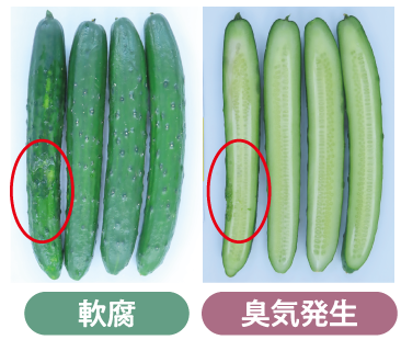 褐変・軟腐、臭気発生した梅