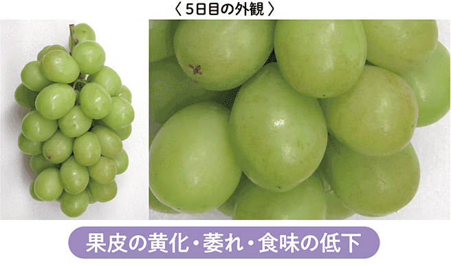 果皮の黄化・萎れ・食味の低下