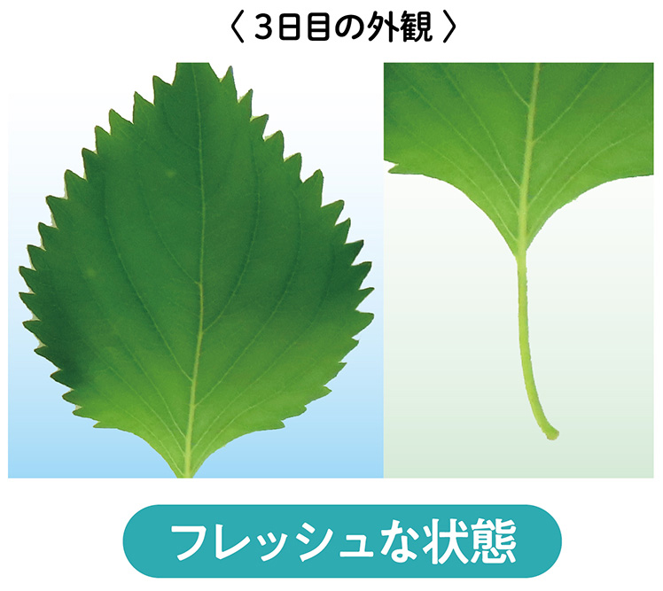 フレッシュな状態