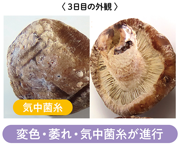変色・萎れ・気中菌糸が進行