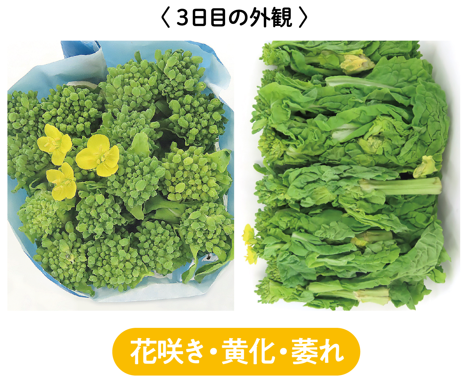 花咲、黄化、萎れ