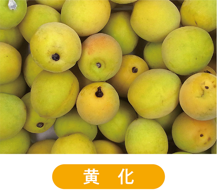 黄化した梅