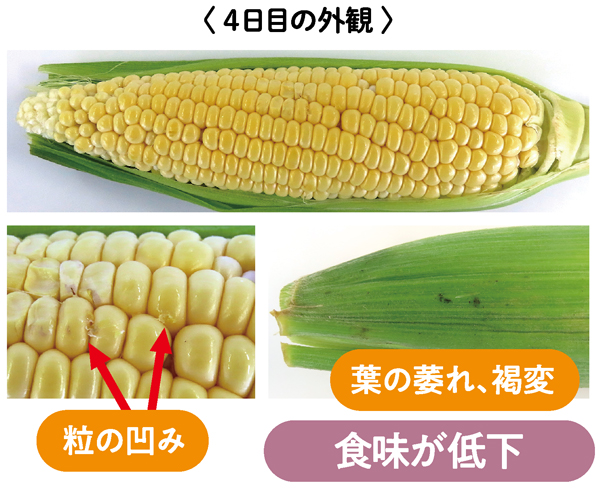 粒の凹みがあり、葉の萎れ、褐変も。食味が低下