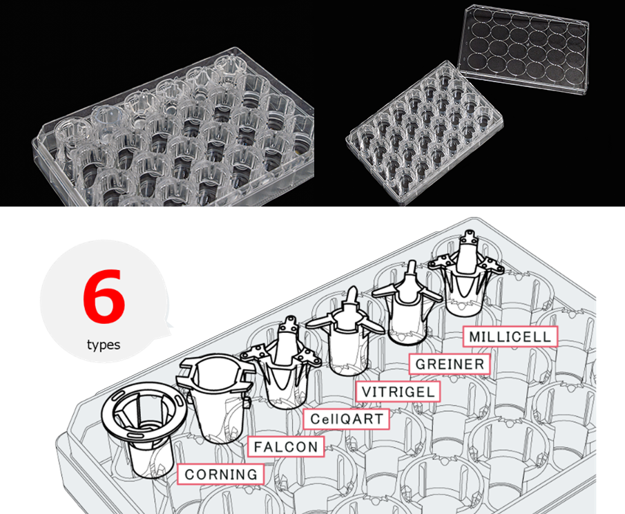 SUMILON® Companion Plate for Cell Culture Insert