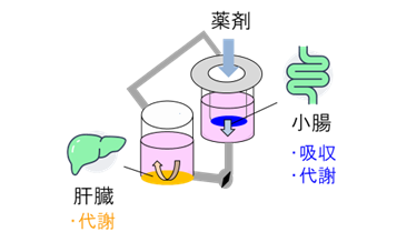 図3. 腸-肝共培養系の概念図