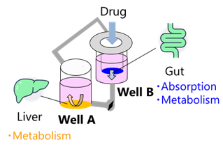 Fig. 3. Conceptual Diagram of the Gut-Liver Co-culture System