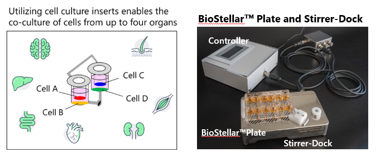 Fig.2. Schematic Diagram of co-culturing with 4 different cell types