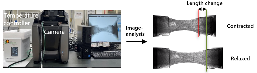 Video acquisition and analysis