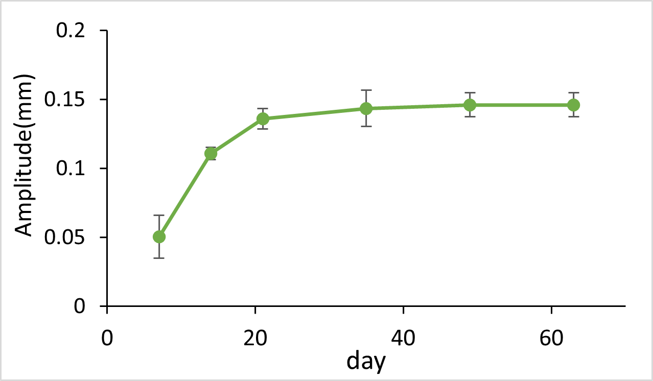 Fig.1 Contractile force change associated with the maturation of 3D heart tissue