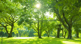 Environment