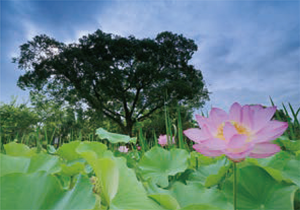 Biotope (Oga lotus and a large enoki, or Japanese hackberry tree)
