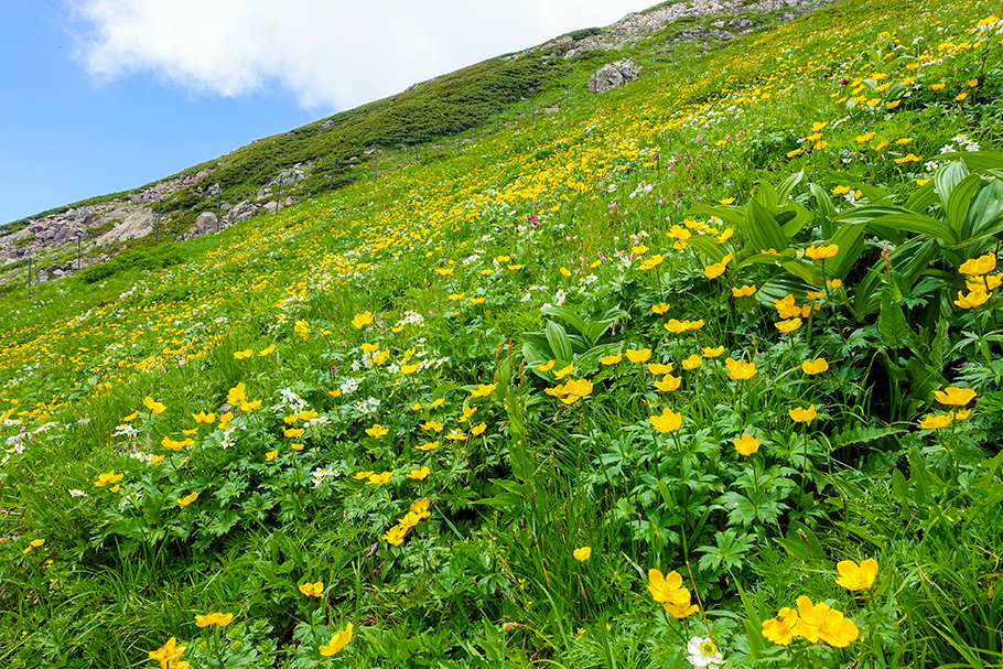 Southern Alps Environmental Conservation Project (potentilla matsumurae [shinano kinbai] on Mt.Arakawa)