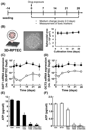 【Fig.1】Characterization of 3D-RPTEC compared with 2D culture