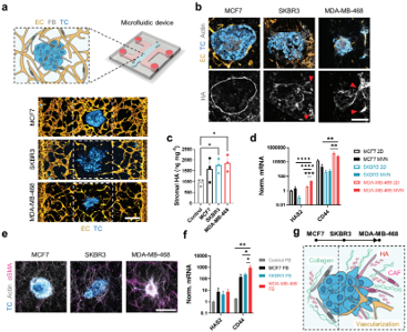 【Fig.1】Tumoroids assembled from breast cancer cell lines differentially remodel their surrounding stroma