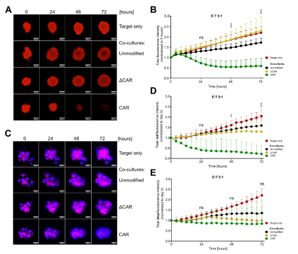 【Fig.5】Efficient eradication of 3D tumor spheroids upon co-culture with anti-Mesothelin CAR-NK-92 cells