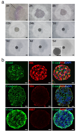 【Fig.3】Re-differentiation of dediHeps