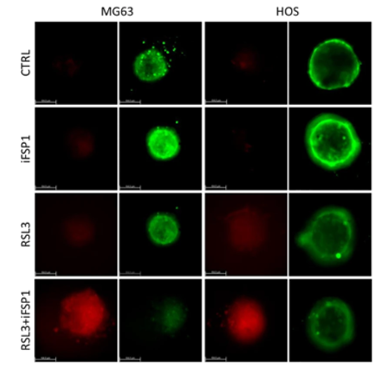 【Fig.3】Re-differentiation of dediHeps