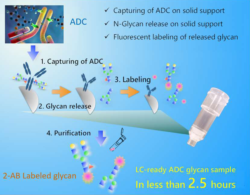 N-Glycan Analysis of Antibody-Drug Conjugate (ADC) using EZGlyco® mAb-N Kit with 2-AB