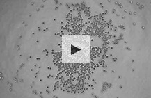 Time-lapse imaging of HeLa cells spheroid formation in 96 well plate