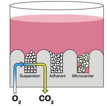 Gas-Permeable Architecture