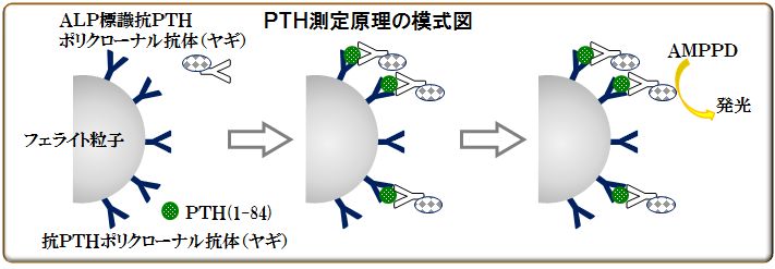 PTH測定原理の模式図