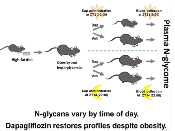 N-glycans vary by time of day. Dapagliflozin restores profiles despite obesity.