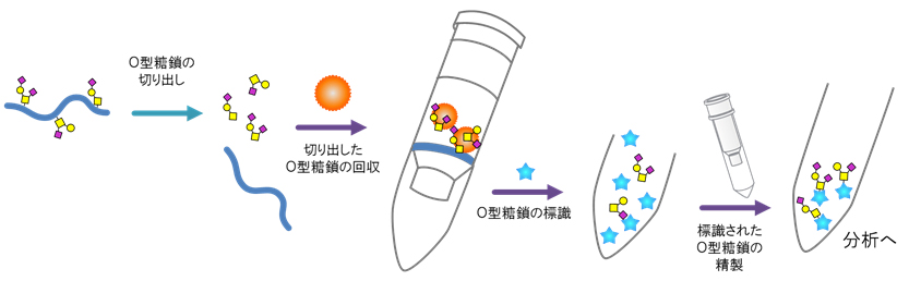 EZGlyco® O-Glycan Prep Kit 操作イメージ