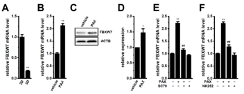Figure 1. Effects of the treatment with PAX on FBXW7 expression and effects of Akt and Nrf2 activation on the KCa1.1 inhibition-induced up-regulation of FBXW7 in the 3D spheroid model of LNCaP cell