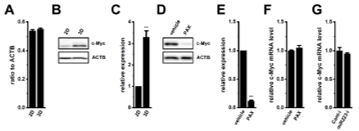 Figure 8. Effects of the treatment with PAX on c-Myc expression in the LNCaP spheroid model.