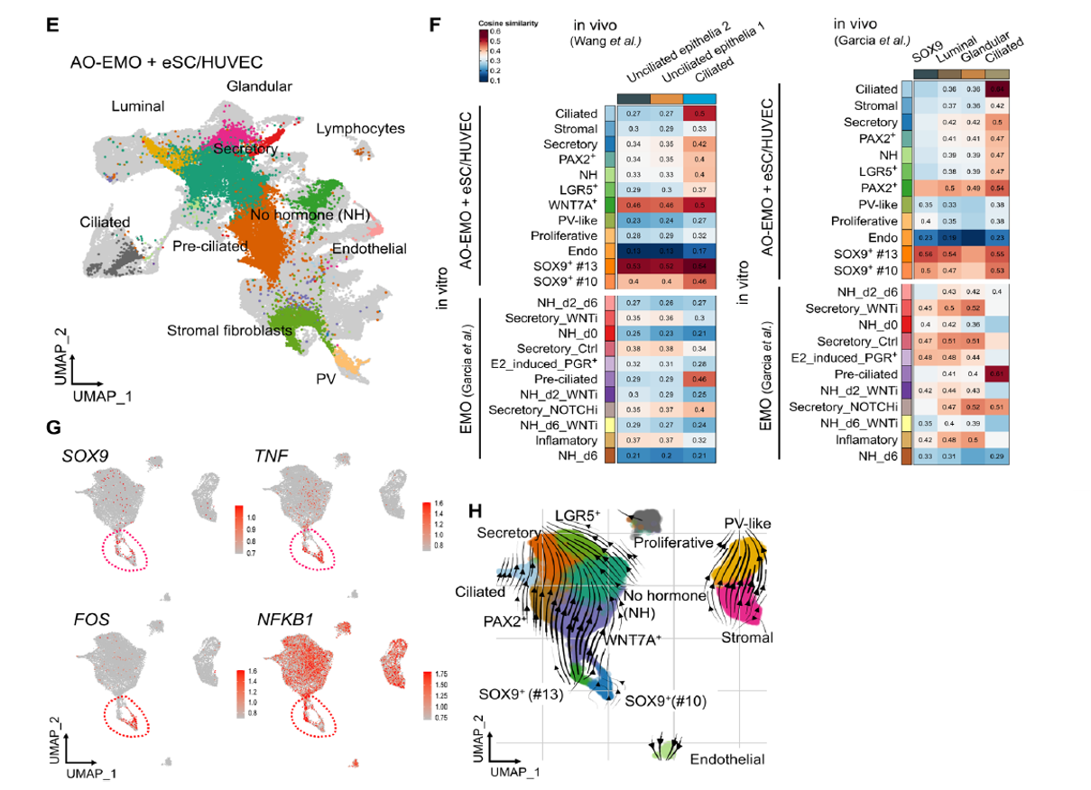 Figure 3 E-H (Multicellular integration into the 3D model and scRNA-seq analysis)