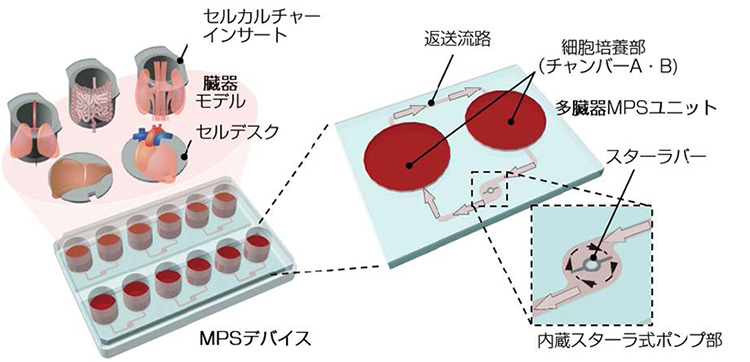 スターラ式オンチップポンプ多臓器MPS